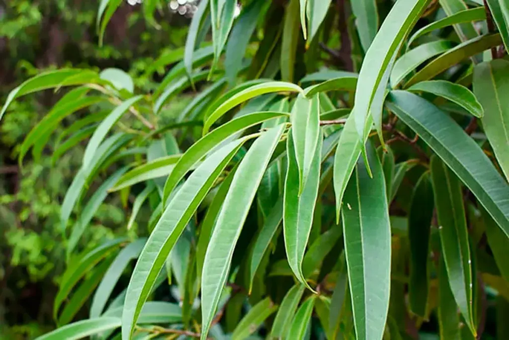 Ficus Binnendijka (Ali)