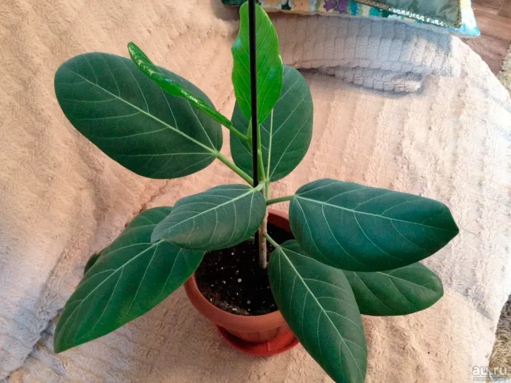 Ficus bengal