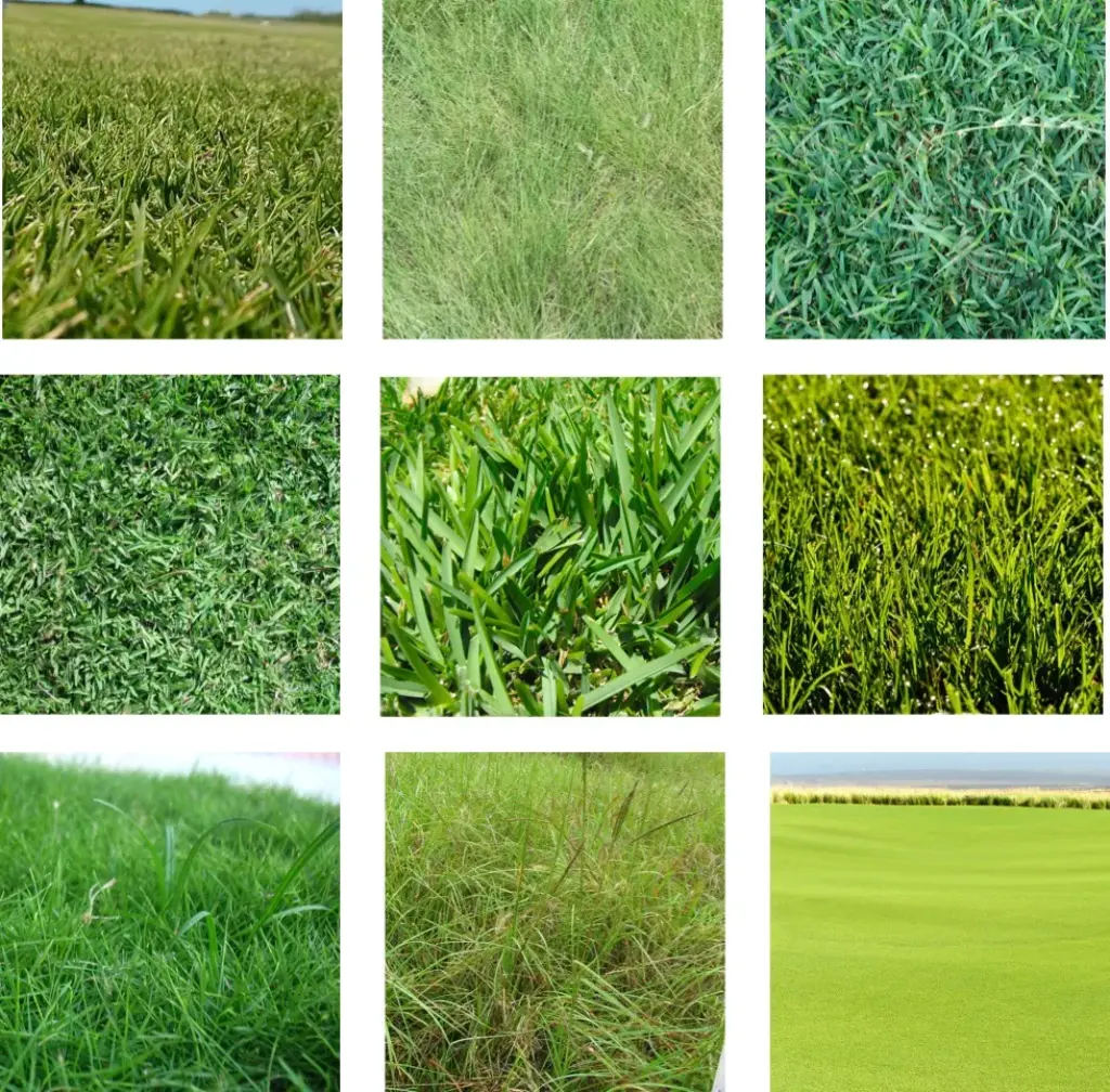 Grass Types