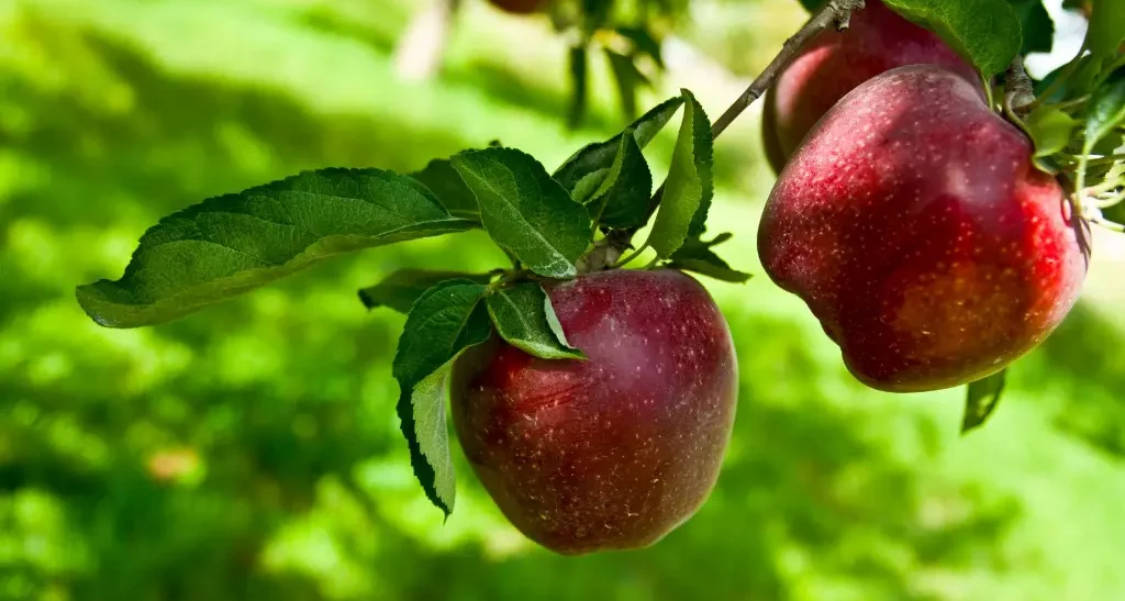 Growing apple trees from seeds