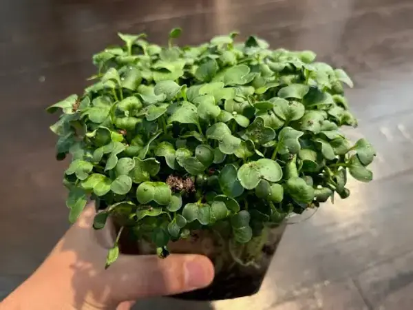 Growing radish microgreens in the ground