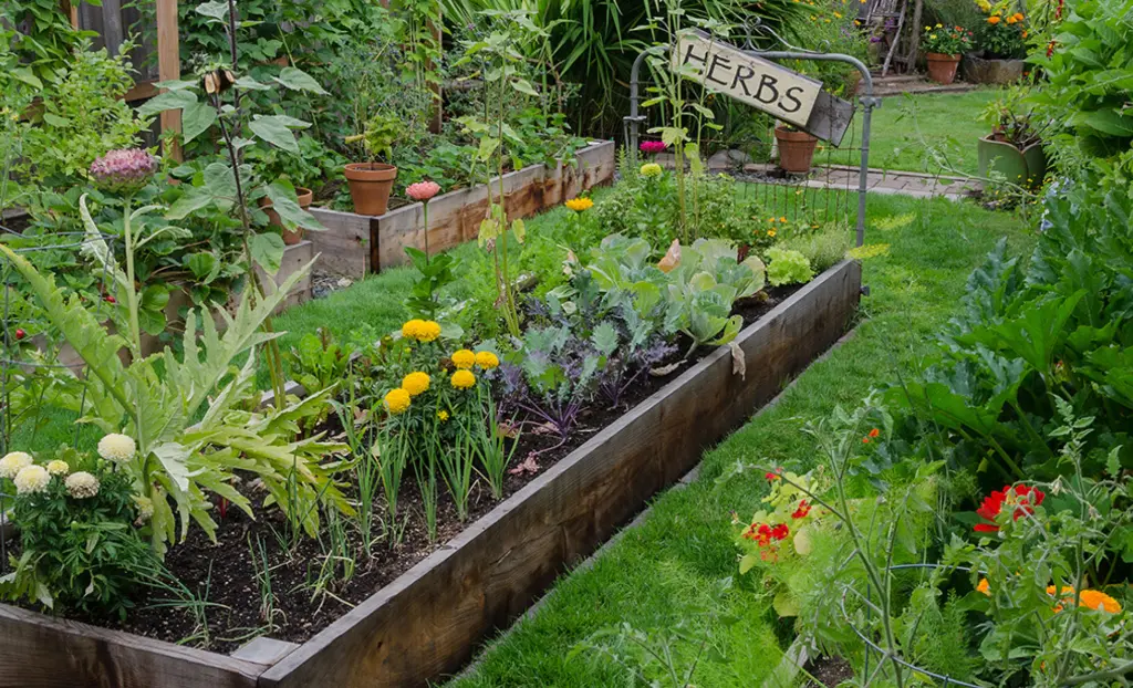 How to Create a Home Herb Garden