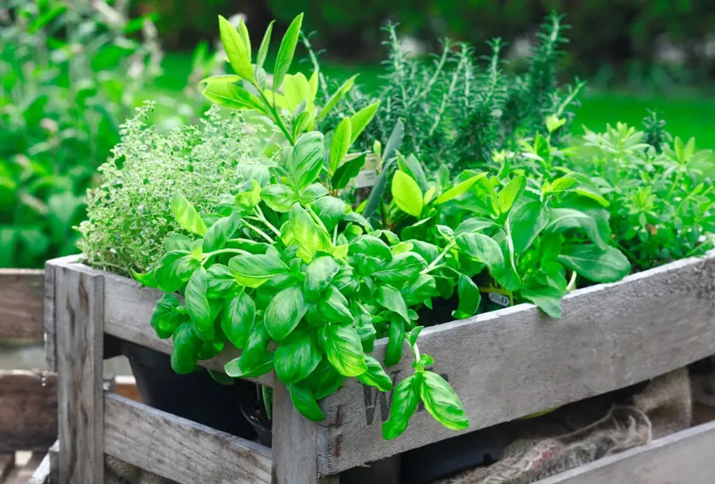 How to Create a Home Herb Garden