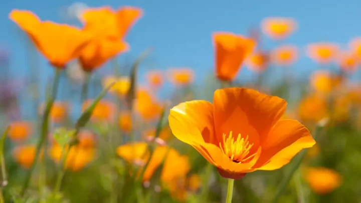 How to Grow California Poppy