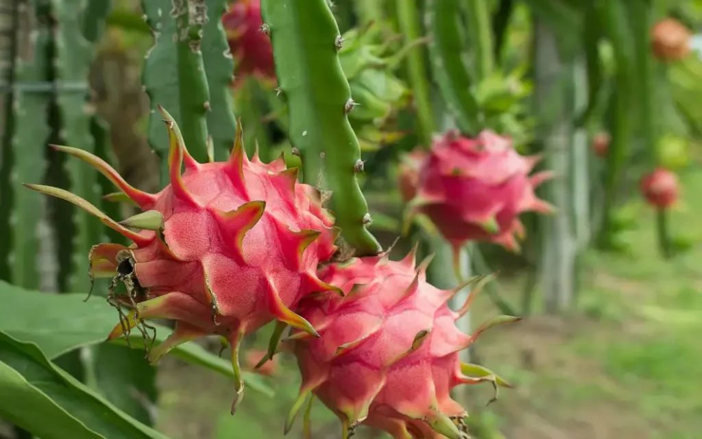 How to Grow Dragon Fruit