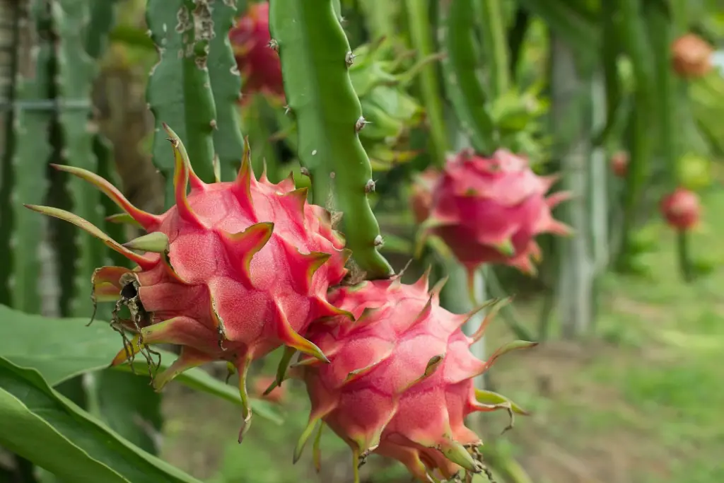 How to Grow Dragon Fruit