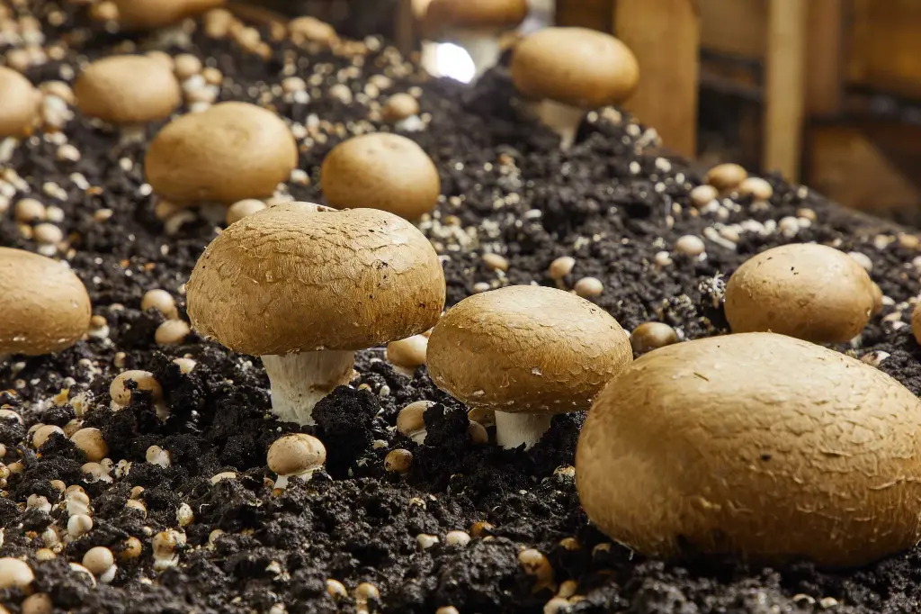 Mushroom Cultivation