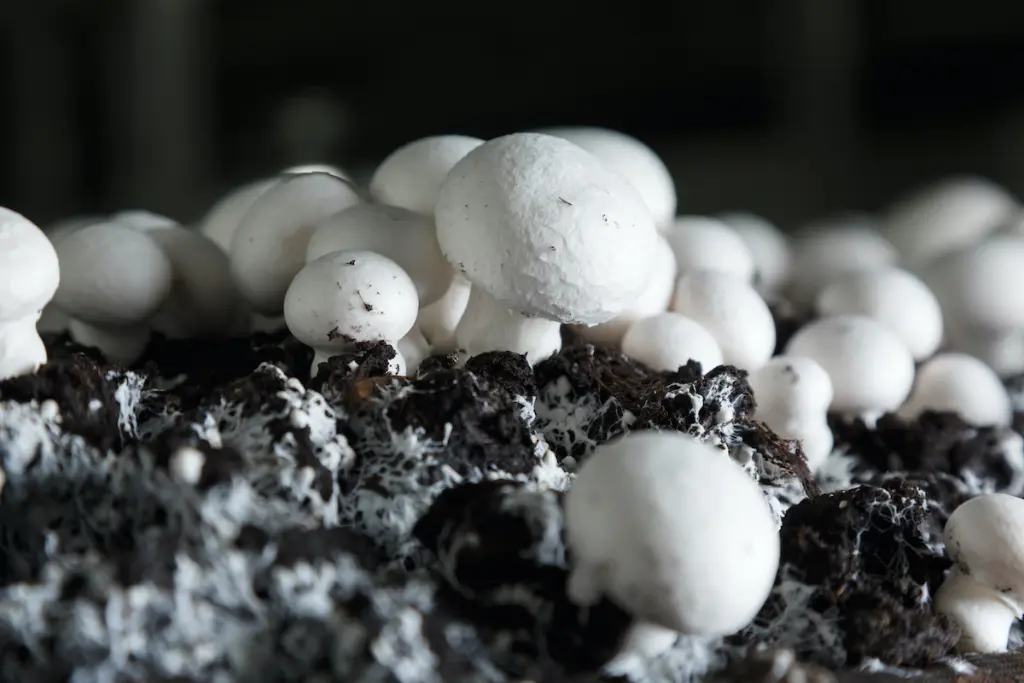 How to Grow Mushrooms