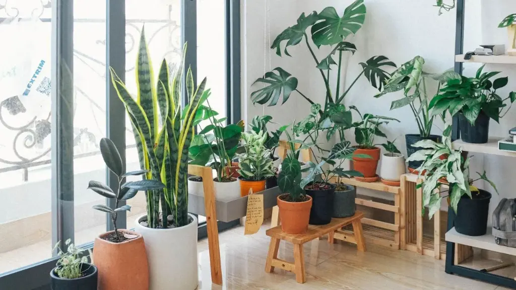 How to Grow Plants Indoors