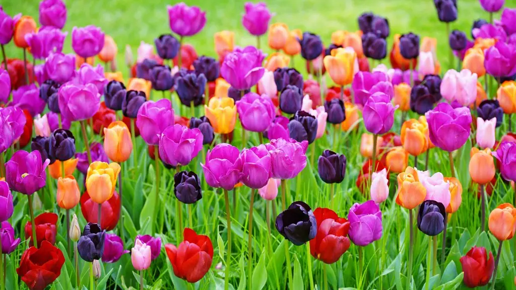 How to Grow Tulips