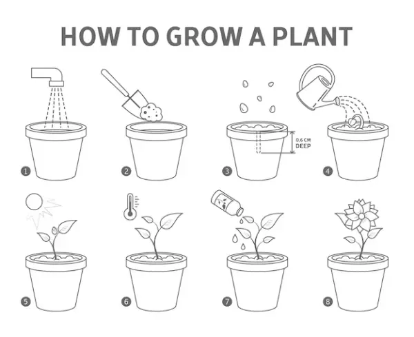 How to Grow a Plant