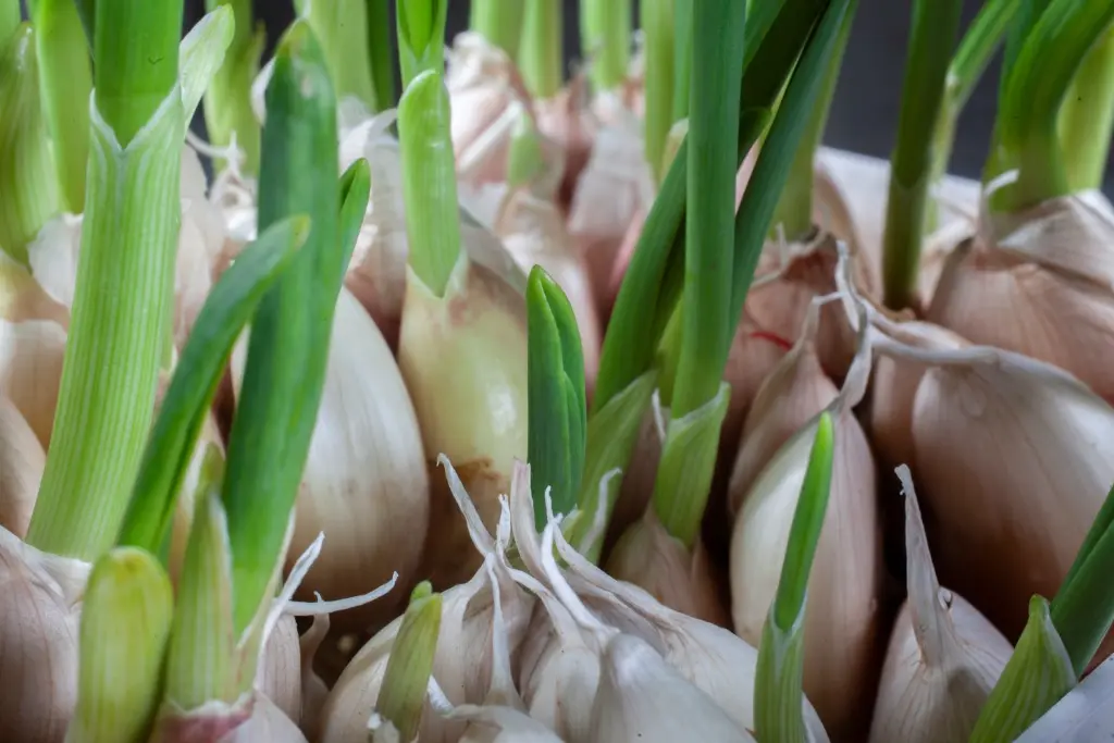 How to Plant Garlic