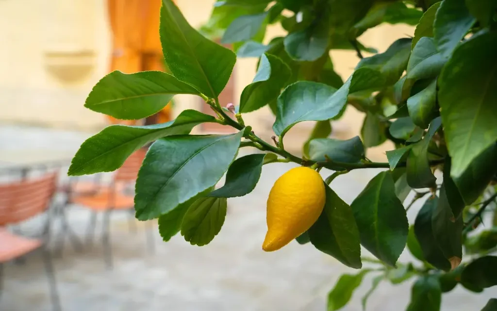 How to Plant Lemon Seeds