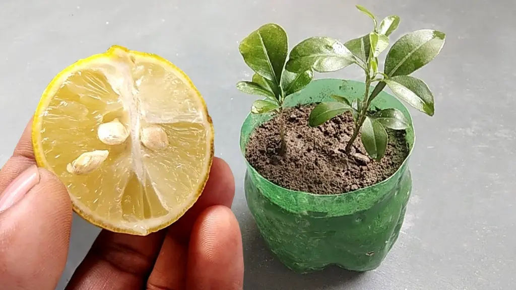 How to Plant Lemon Seeds