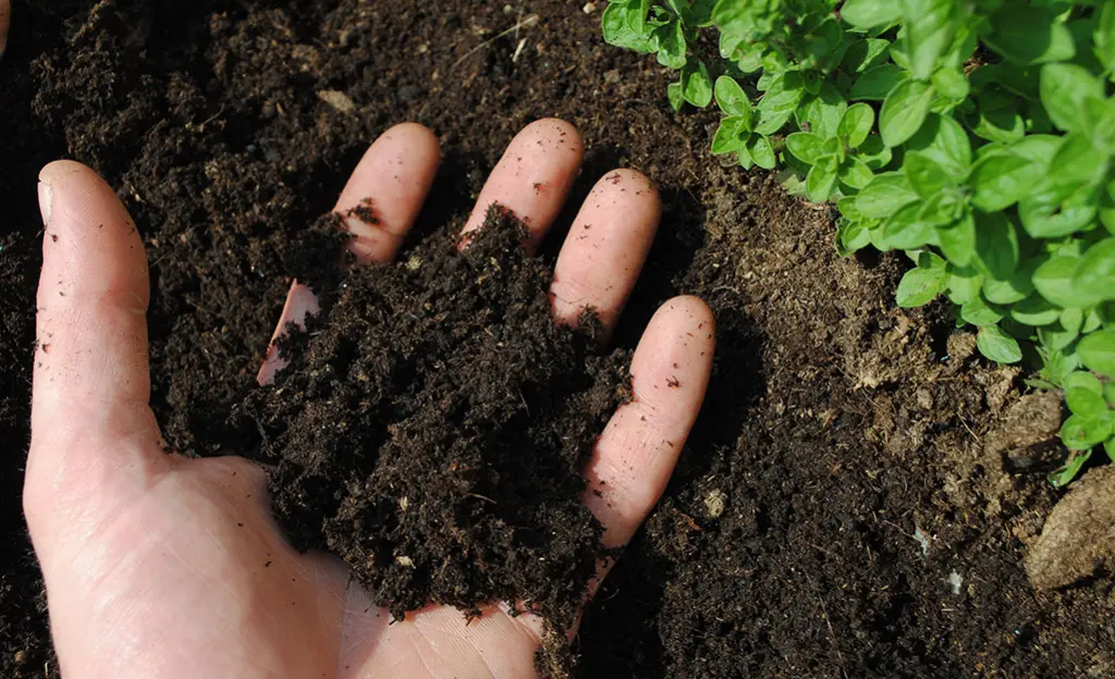 Test and Amend Your Soil