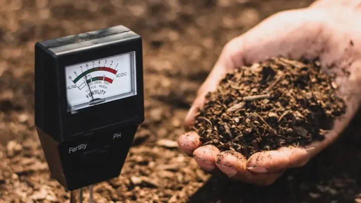 How to Test and Amend Your Soil