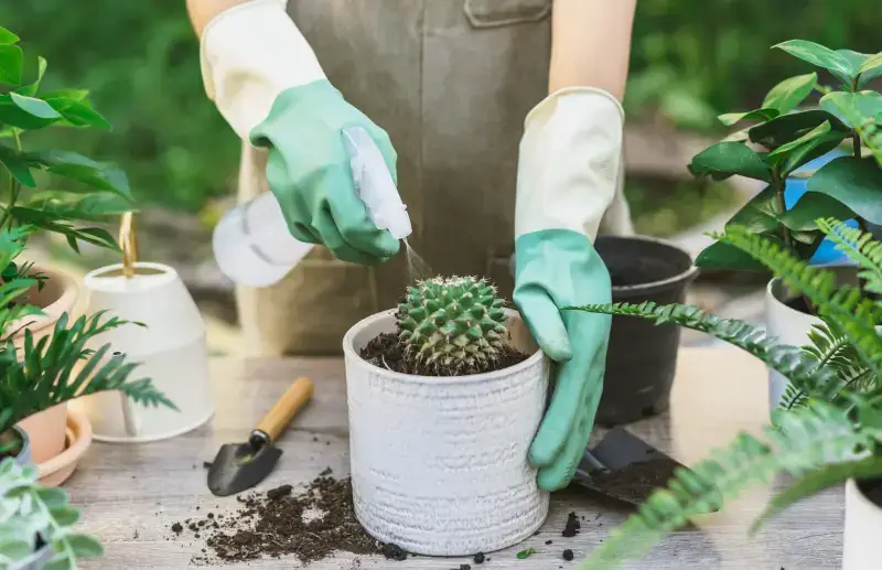 How to care for a cactus