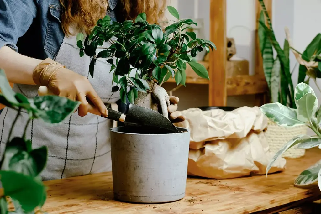 How to care for ficus instructions