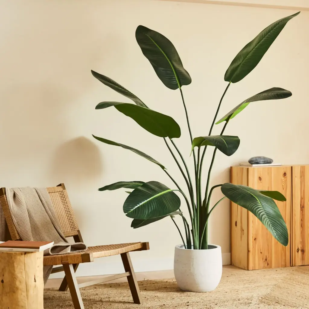 How to decorate with Strelitzia