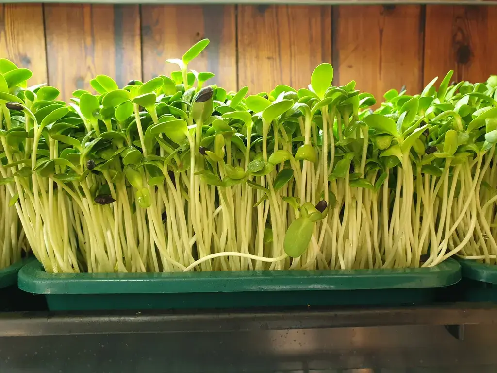 How to grow microgreens