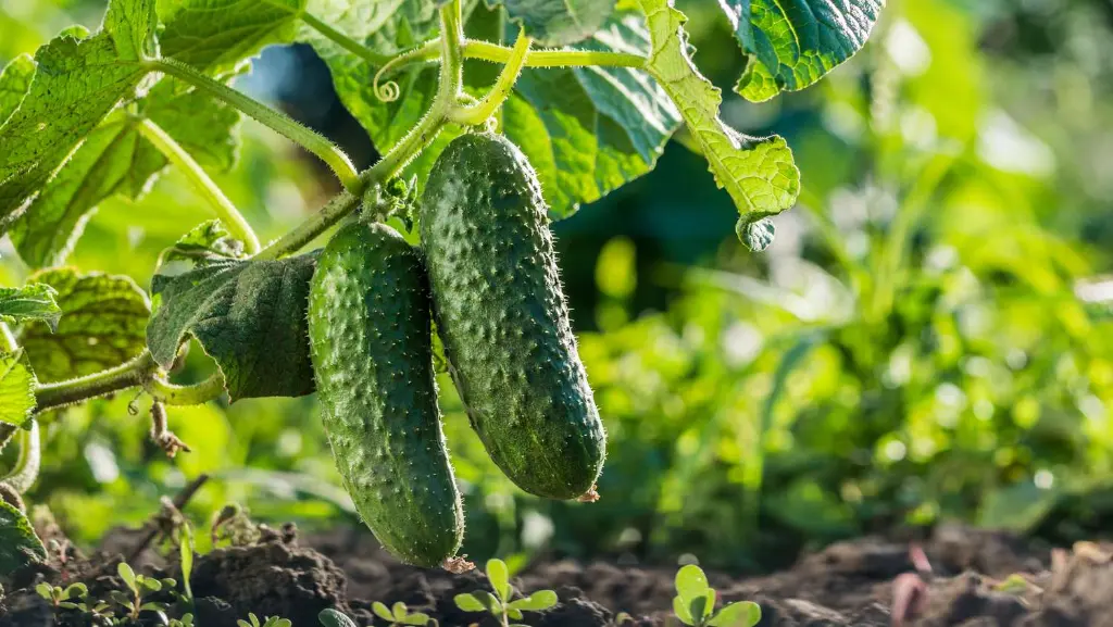 How to plant cucumbers