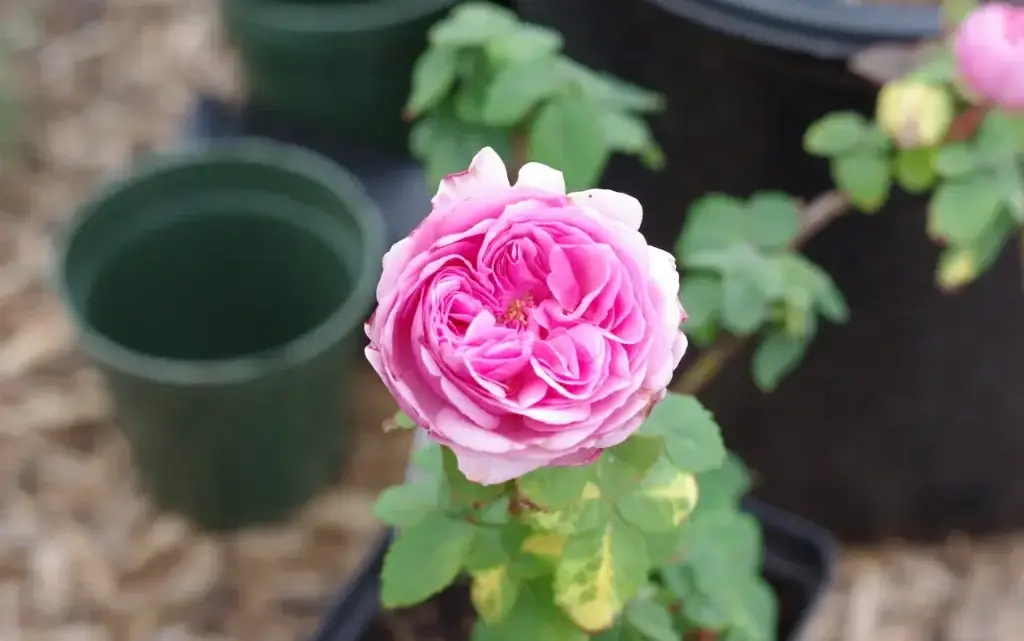 How to plant roses in the country so that they bloom in the first year