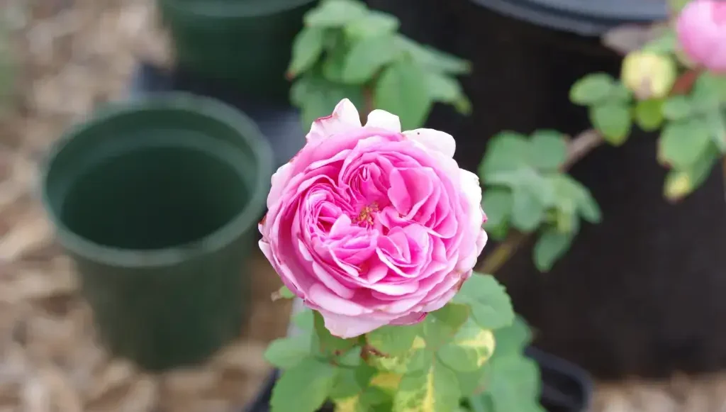 How to plant roses in the country so that they bloom in the first year