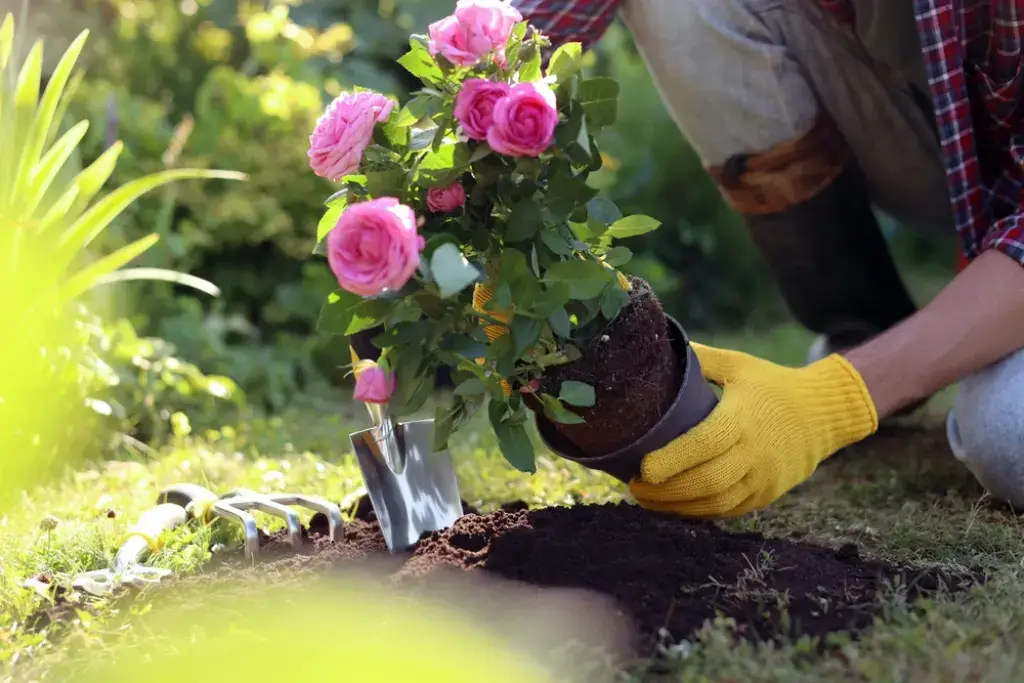 How to plant roses in the country so that they bloom in the first year