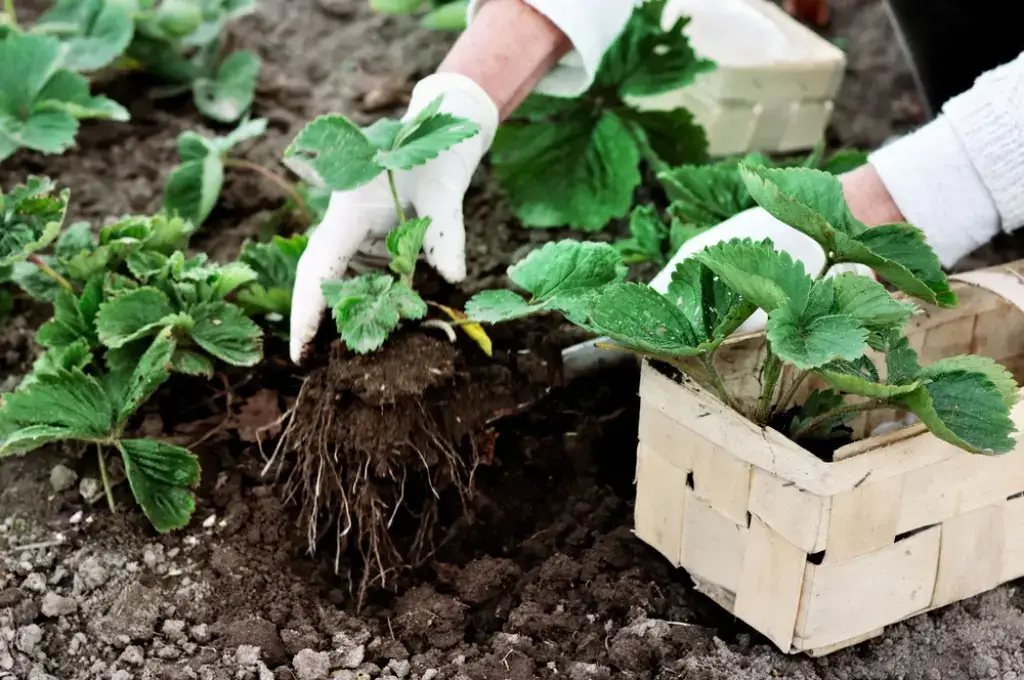 How to plant strawberries in open ground