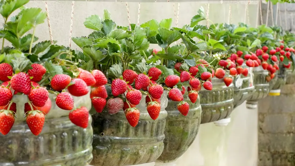 How to plant strawberries