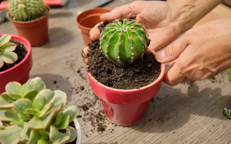 How to replant a cactus