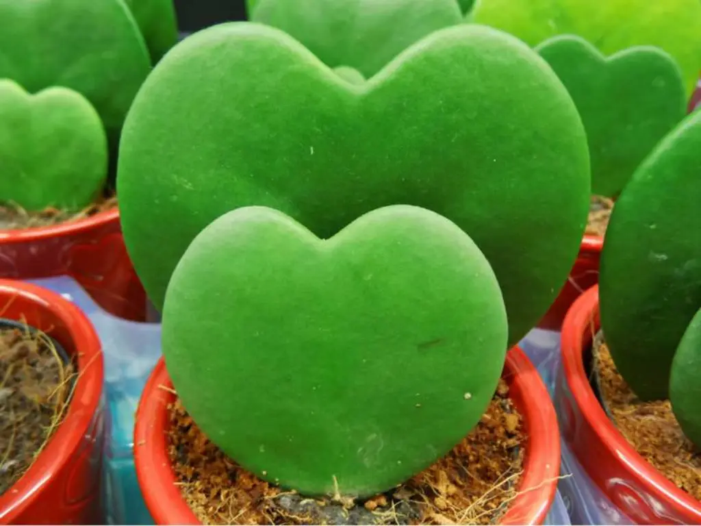 Hoya kerrii - Heart Plant