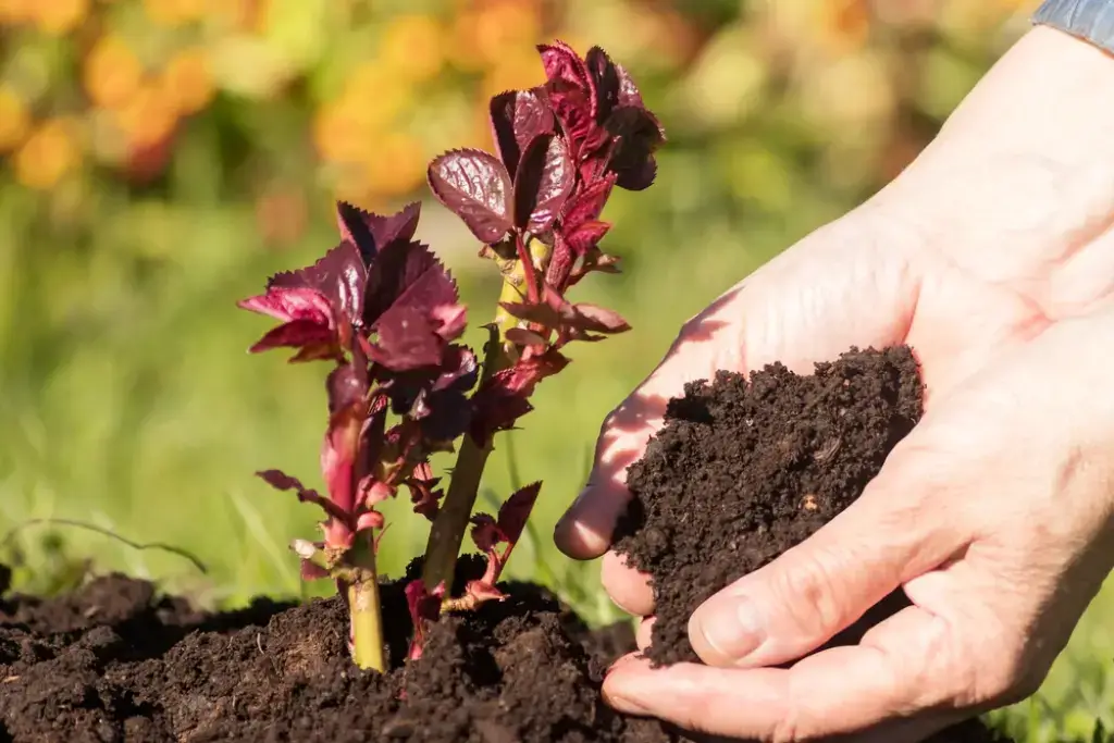 It is better to give preference to seedlings from your region. Roses brought from another area or country may not take root