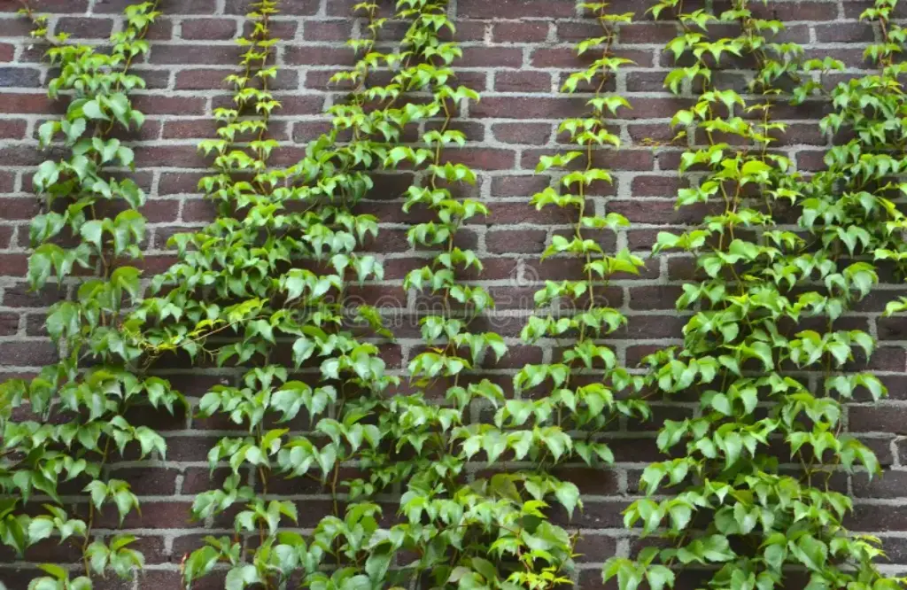 Ivy (Hedera spp.)