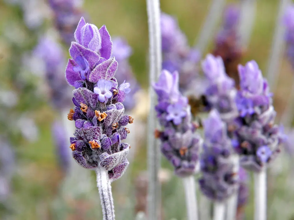 Lavender (Lavandula spp.)