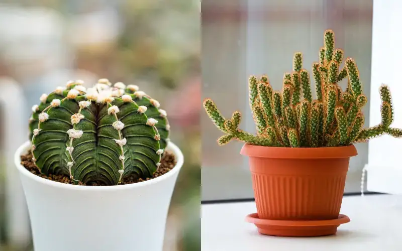 Left — desert species Gymnocalycium. On the right — aporocactus, forest species