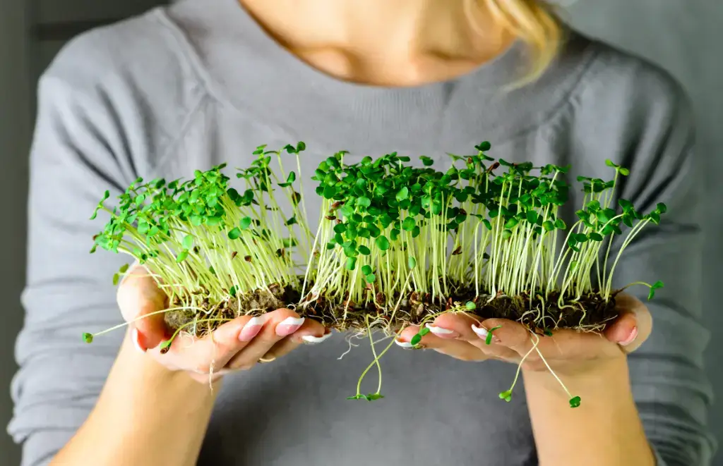 Microgreens