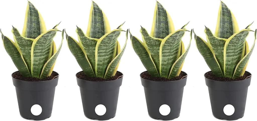 Snake Plant | Pack 4 Plants 