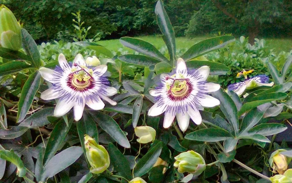 Passiflora Caerulea