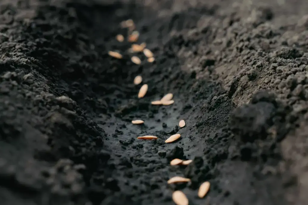 Pay attention to the variety of cucumbers and select seeds before planting.