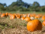 Picking the Perfect Pumpkin