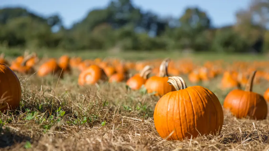 Picking the Perfect Pumpkin