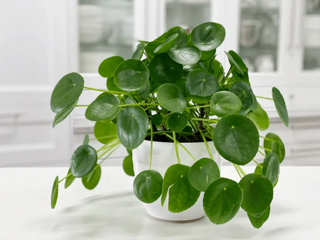 Pilea Plant