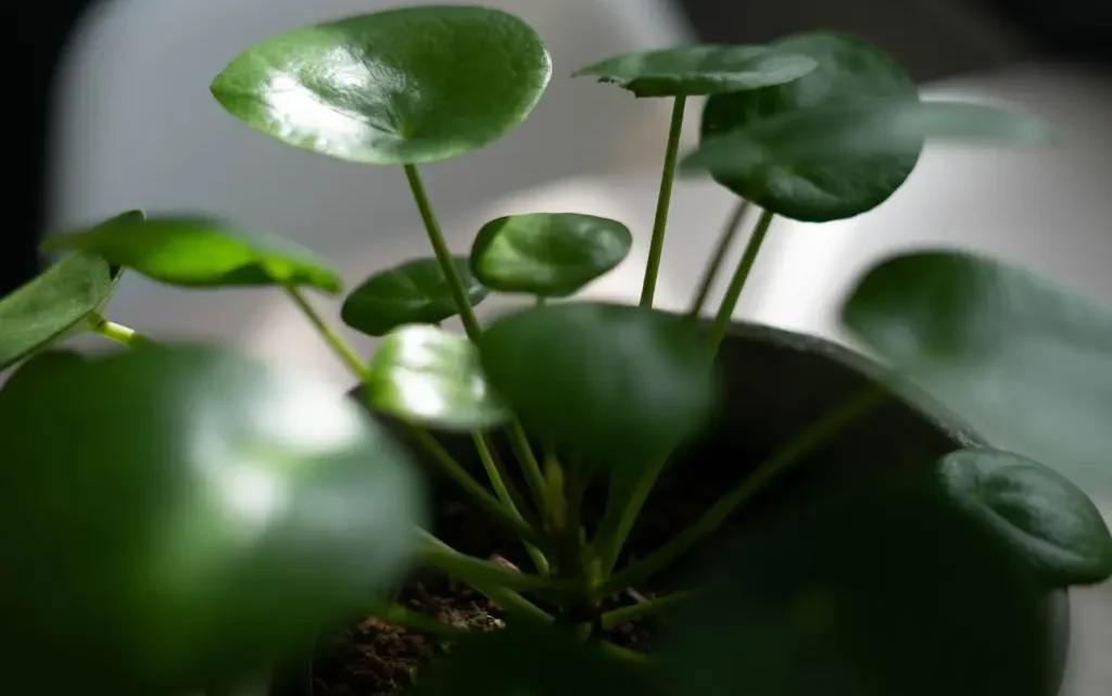 Pilea Plant