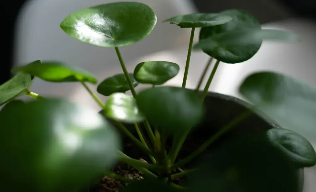 Pilea Plant