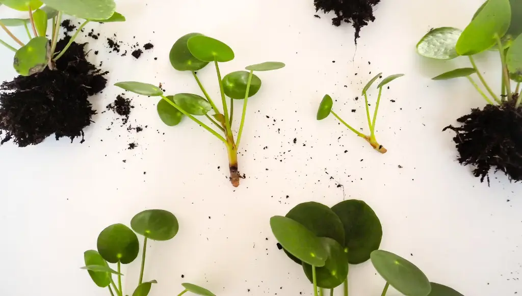 Propagation Techniques Pilea plants