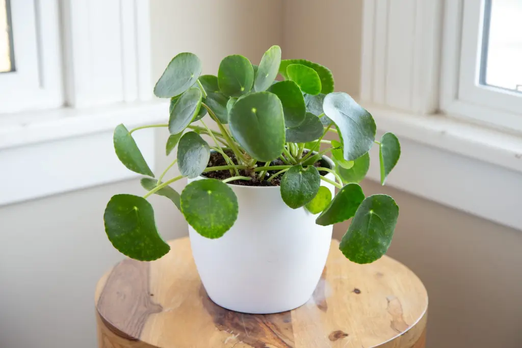 Ideal Growing Conditions Pilea Plant