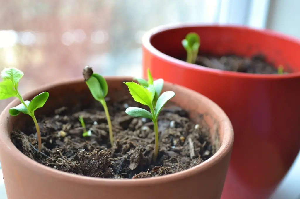 Planting Apple Seeds