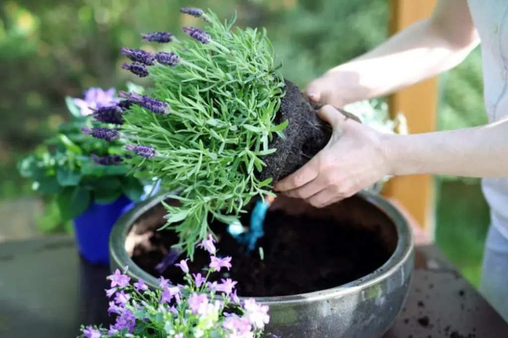 Planting English Lavender