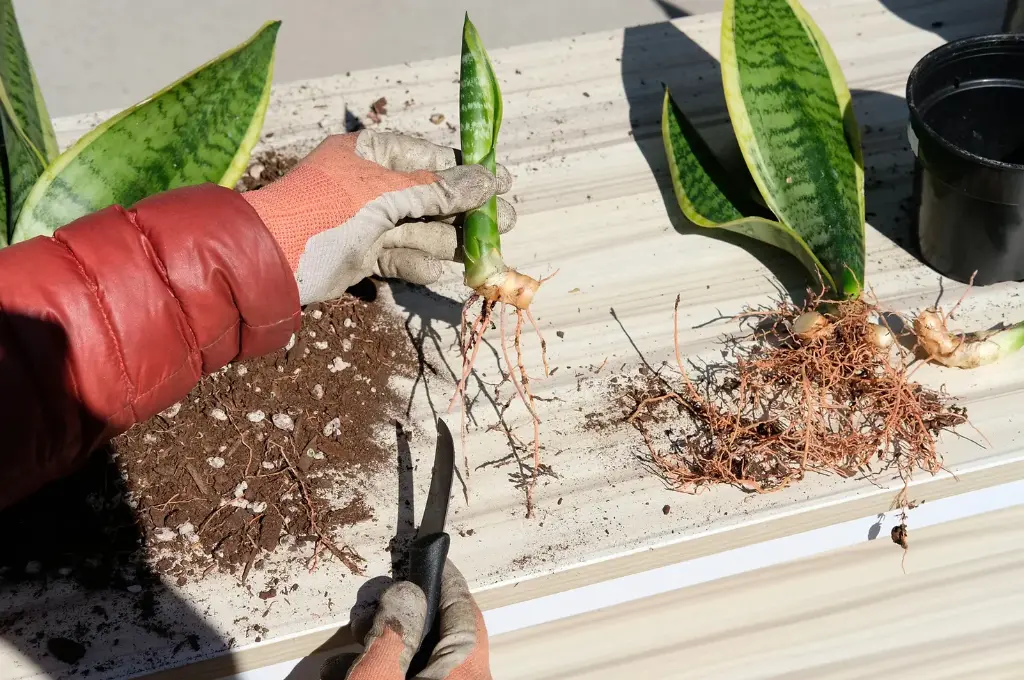 Planting and Repotting snake plants